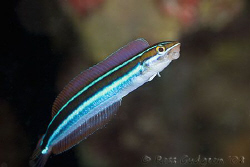 Free swimming Blue Stripe Fangblenny.  Ningaloo Reef, Wes... by Ross Gudgeon 